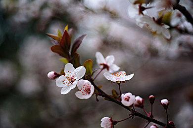 《Dust Front RTS》steam页面上线 复古废土即时战略